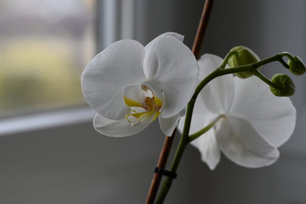 Orchidee vensterbank